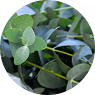  Eucalyptus Oil