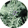 Lavender Oil