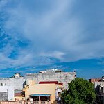 Natural Peppermint Oil Plant Bug Spray 6 Non Pollutant Natural