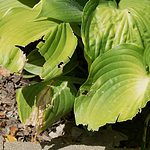 Natural Peppermint Oil Plant Bug Spray 7 Zero Risk Plant damage Peppermint Oil Spray