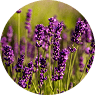 Lavender Oil