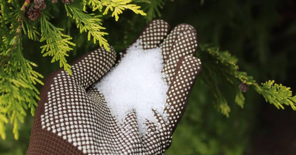 Epsom Salt for Plants - Unveiling the Garden Secret for Greener Growth