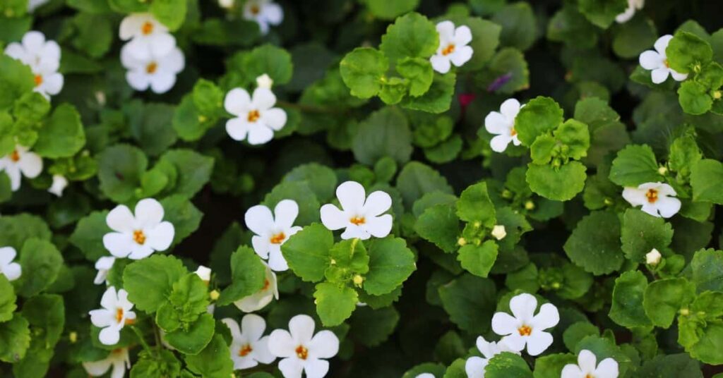 11 Ayurvedic Superstars for Modern Skin Issues 5 brahmi for skin care