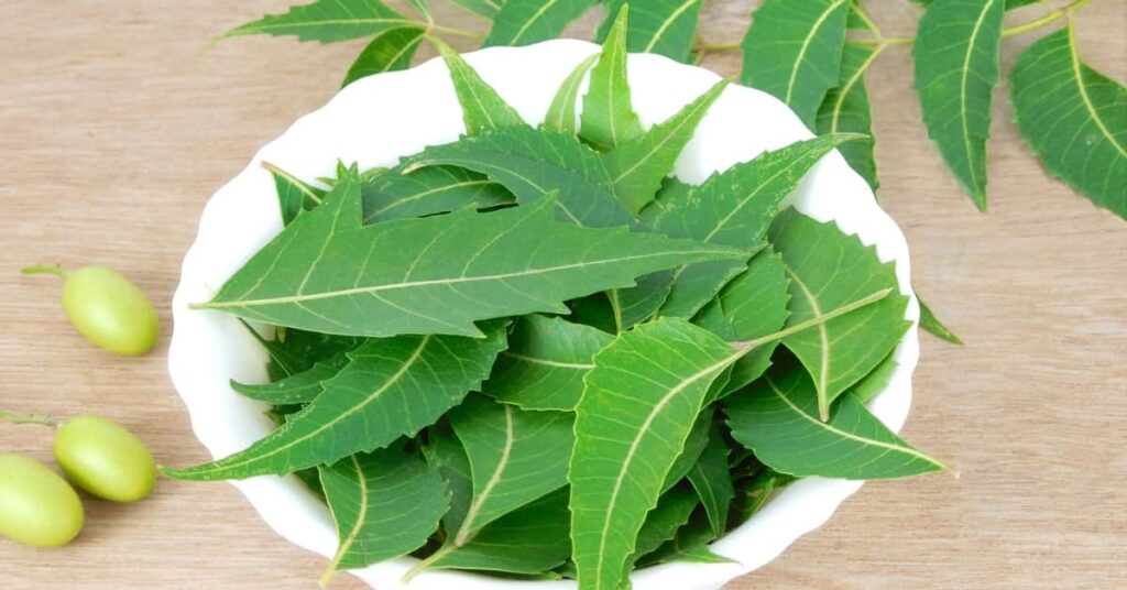 11 Ayurvedic Superstars for Modern Skin Issues 3 neem leaves for skin care